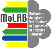 Molab